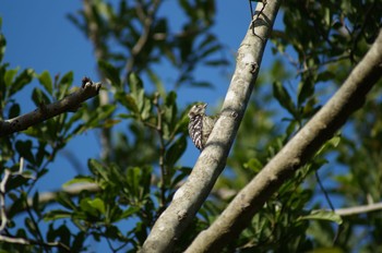 Japanese Pygmy Woodpecker 愛知県森林公園 Sun, 5/24/2020