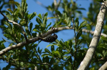 Japanese Pygmy Woodpecker 愛知県森林公園 Sun, 5/24/2020