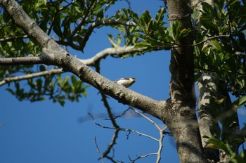 シジュウカラ 愛知県森林公園 2020年5月24日(日)