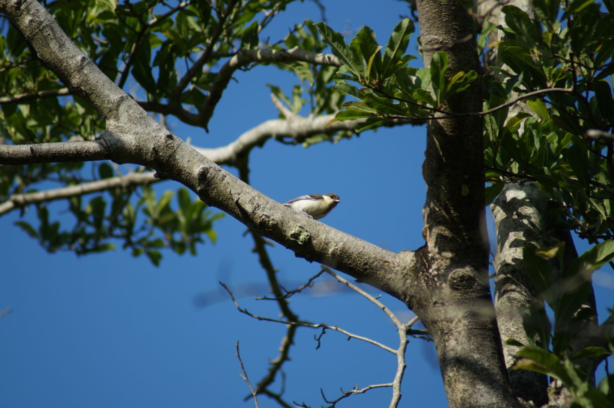 Photo of Japanese Tit at 愛知県森林公園 by Kengo5150