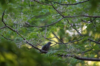 Brown-eared Bulbul 小幡緑地 Sun, 5/24/2020