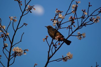 Brown-eared Bulbul 荒子川公園 Sat, 4/4/2020