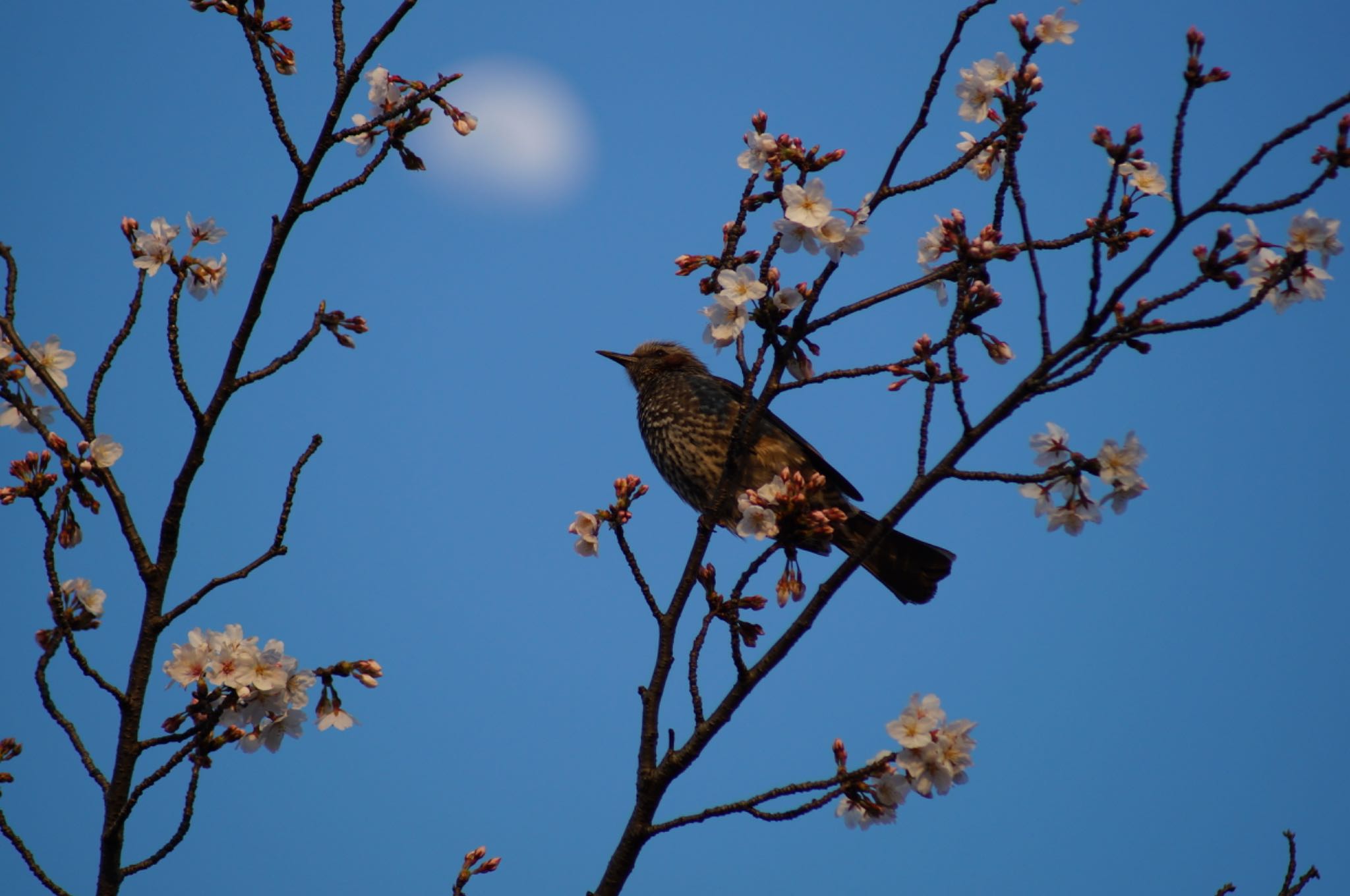 荒子川公園 ヒヨドリの写真 by Kengo5150