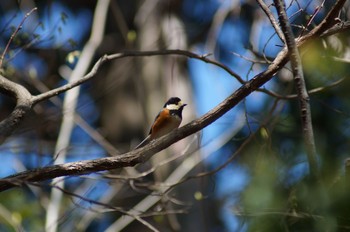 Varied Tit Unknown Spots Sun, 4/5/2020