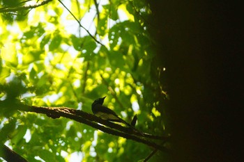 Black Paradise Flycatcher 東京都 Sun, 5/17/2020