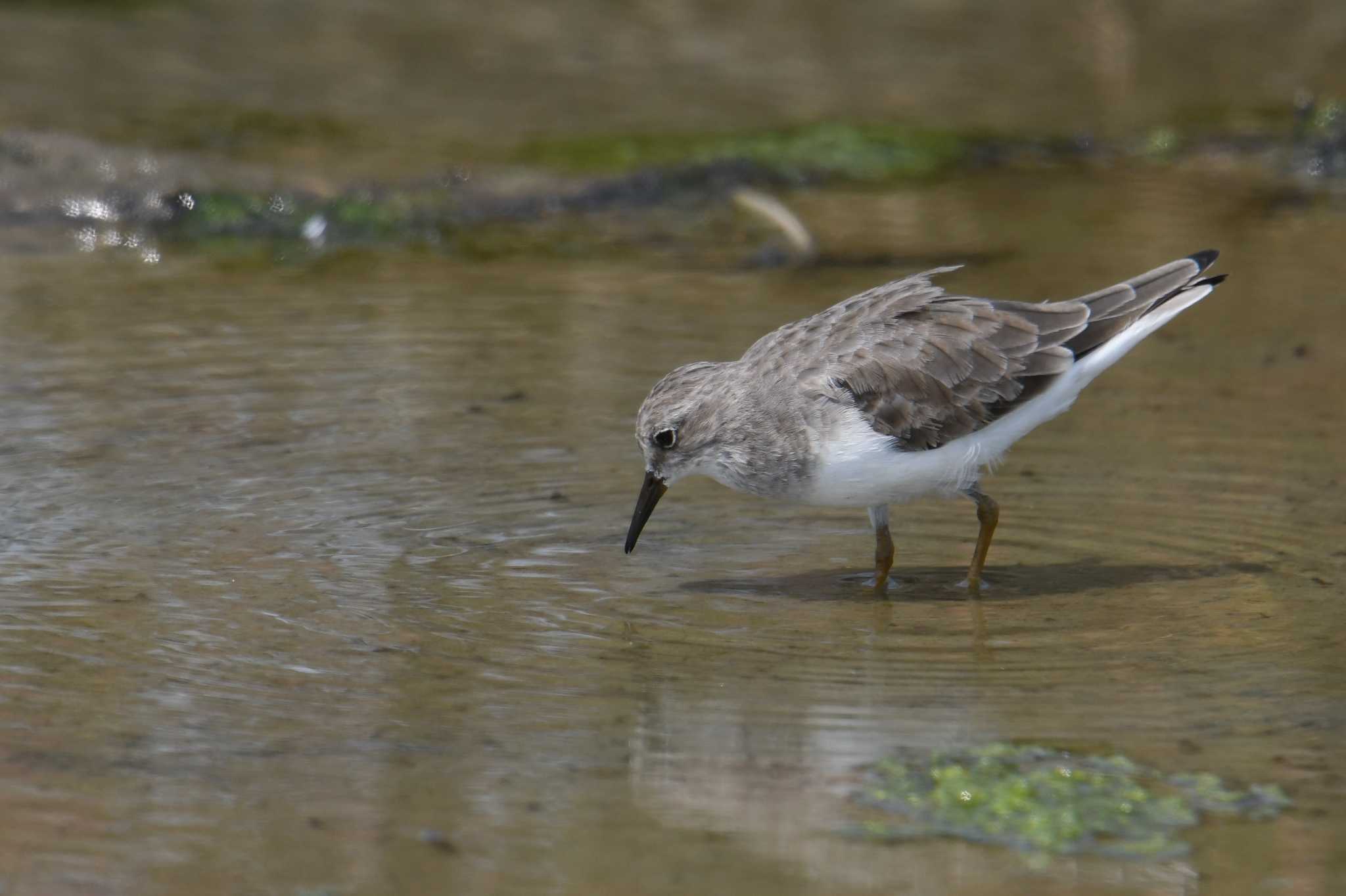 Temminck's Stint