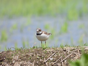 Little Ringed Plover 飛騨市古川町 Wed, 5/20/2020