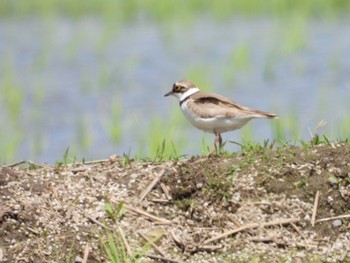 Little Ringed Plover 飛騨市古川町 Wed, 5/20/2020