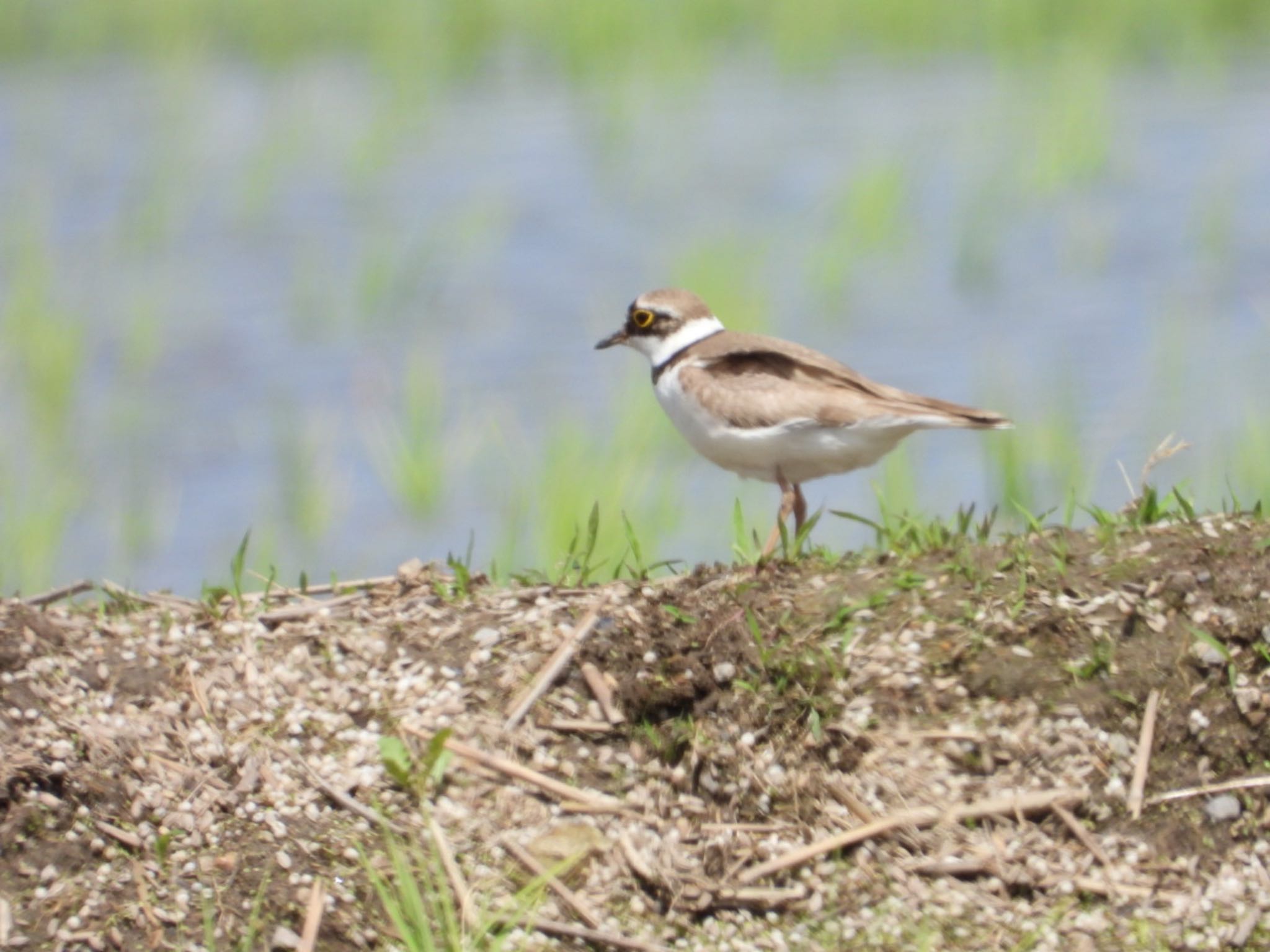 Photo of Little Ringed Plover at 飛騨市古川町 by takamaro