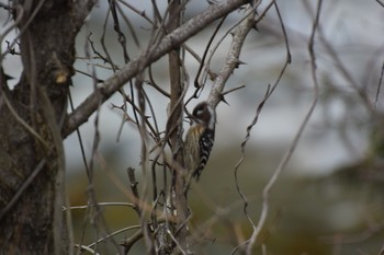 Japanese Pygmy Woodpecker 飛騨市上宝町 Wed, 4/8/2020