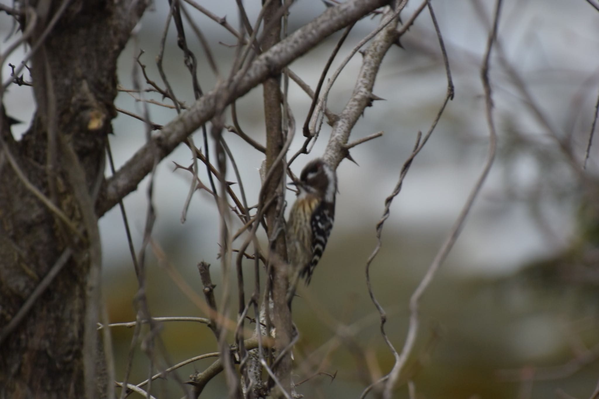 Photo of Japanese Pygmy Woodpecker at 飛騨市上宝町 by takamaro