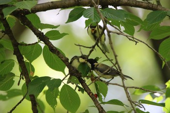 シジュウカラ 武蔵野公園 2020年5月24日(日)