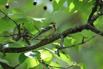 シジュウカラ 武蔵野公園 2020年5月24日(日)