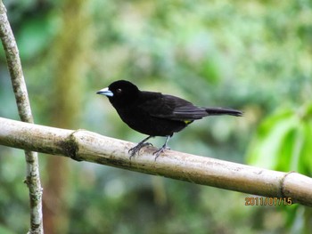 Lemon-rumped Tanager