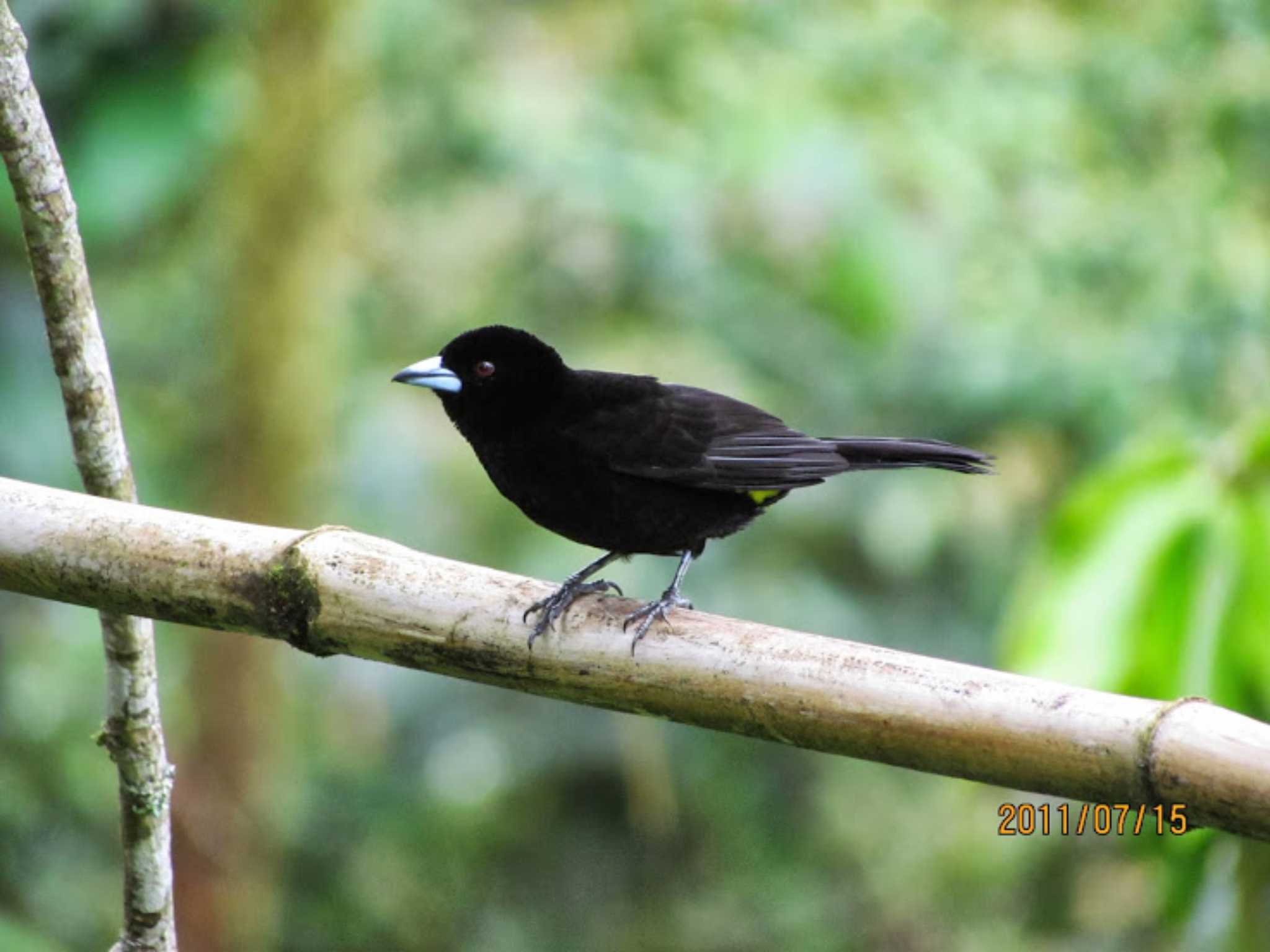 LEMON-RUMPED TANAGER by Nozomu 