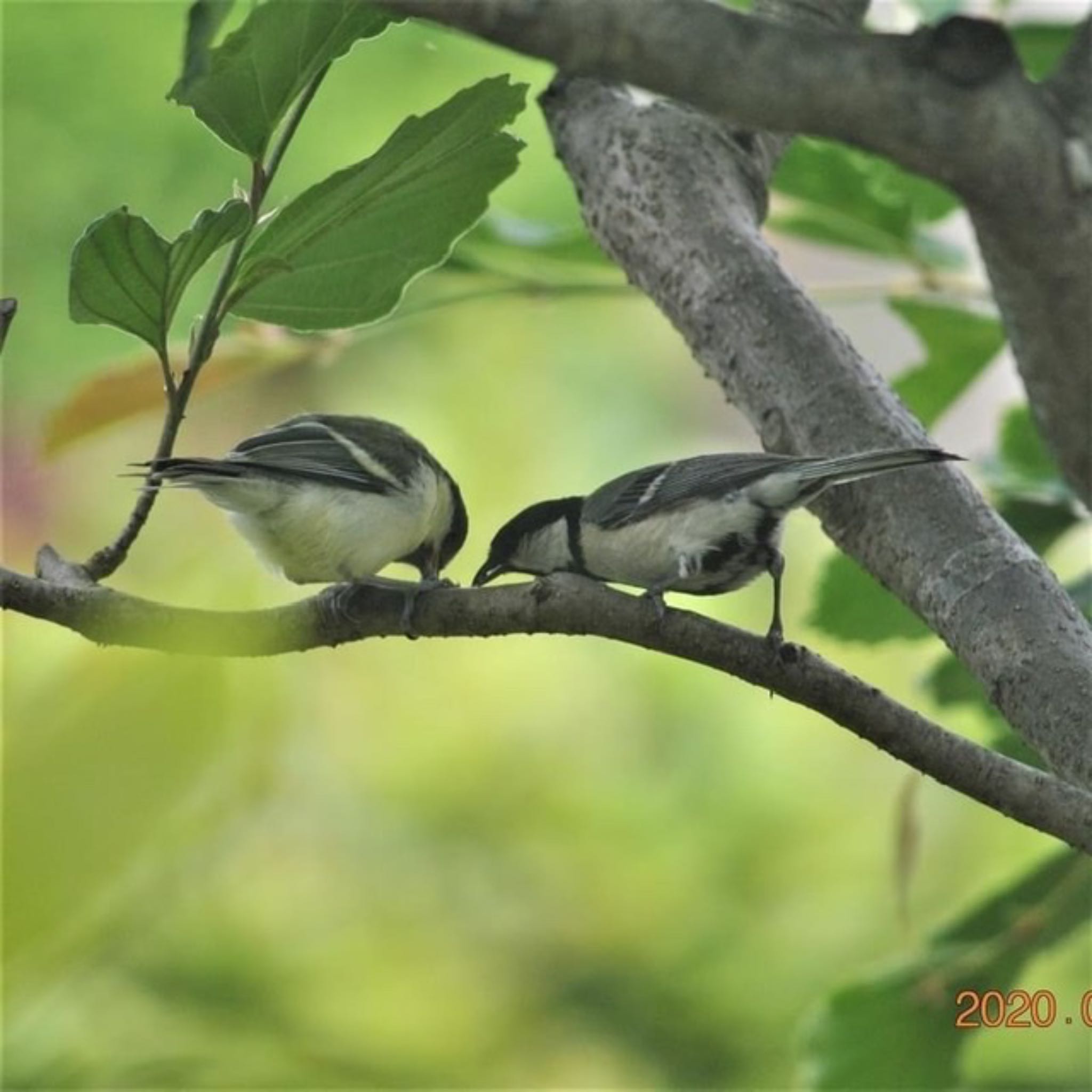 Photo of Japanese Tit at 白岡市 by ナベデコ