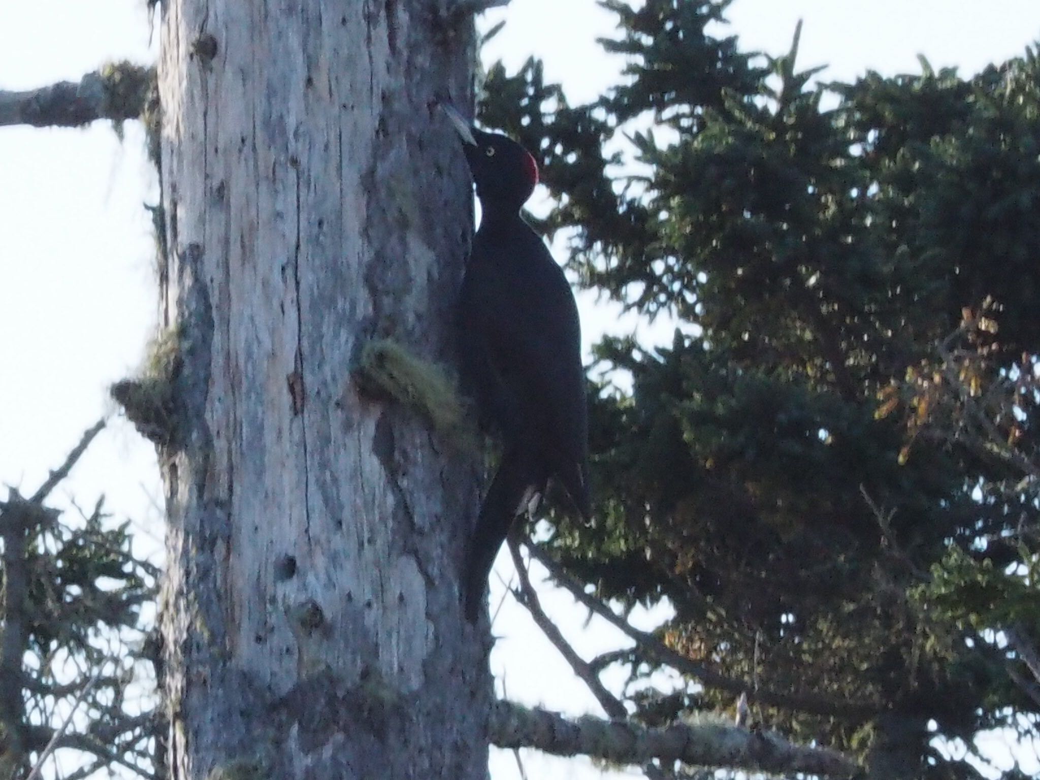 Photo of Black Woodpecker at 春国岱 by シェフレラ