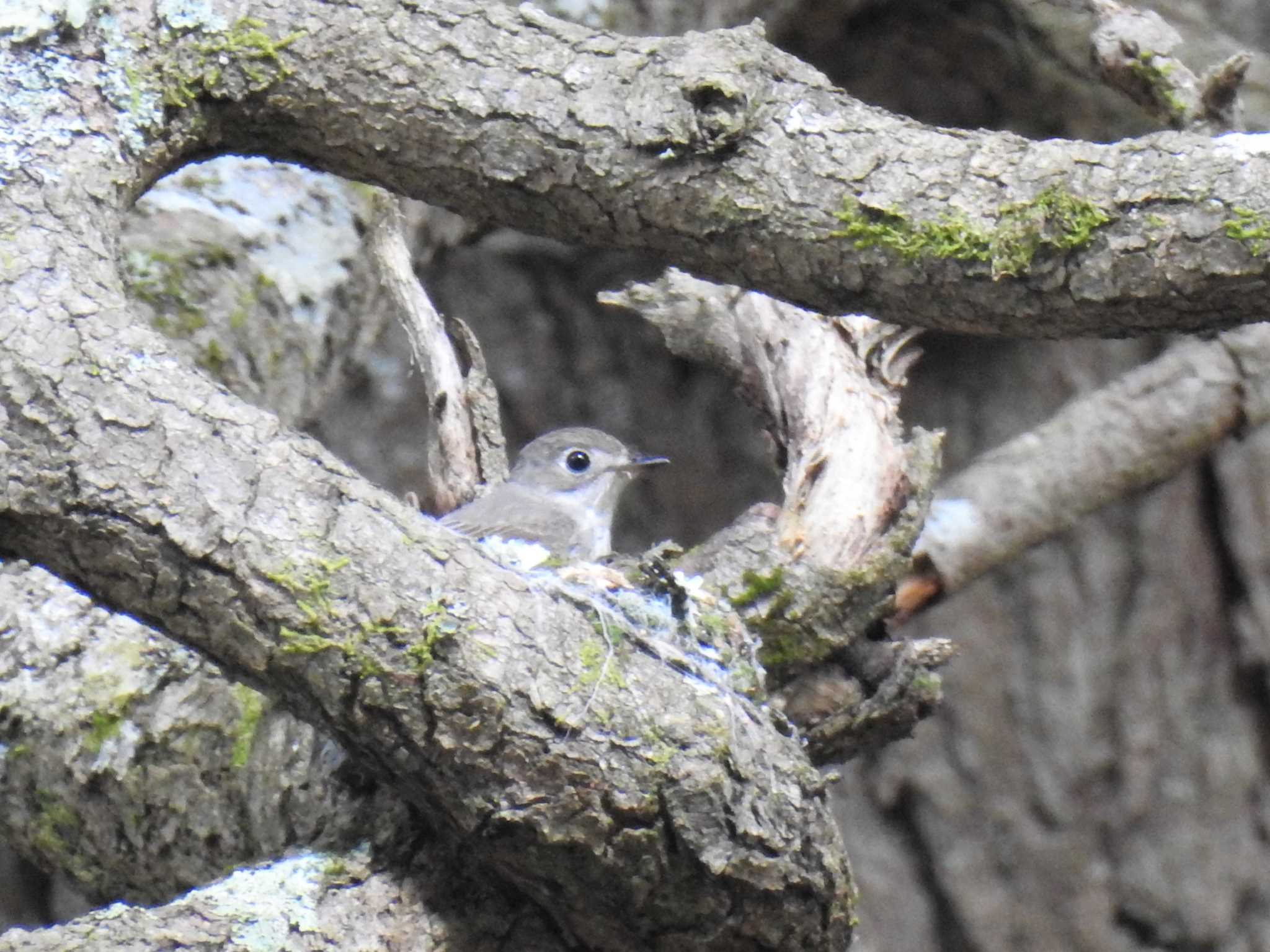 Asian Brown Flycatcher