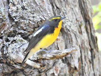 2020年5月24日(日) 小田代ヶ原の野鳥観察記録