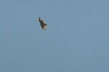 Eastern Buzzard 東京都 Sun, 5/17/2020