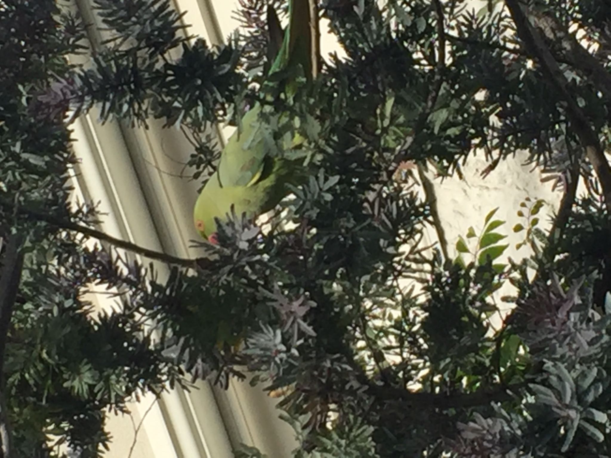 Photo of Indian Rose-necked Parakeet at 四ツ谷 by Akira