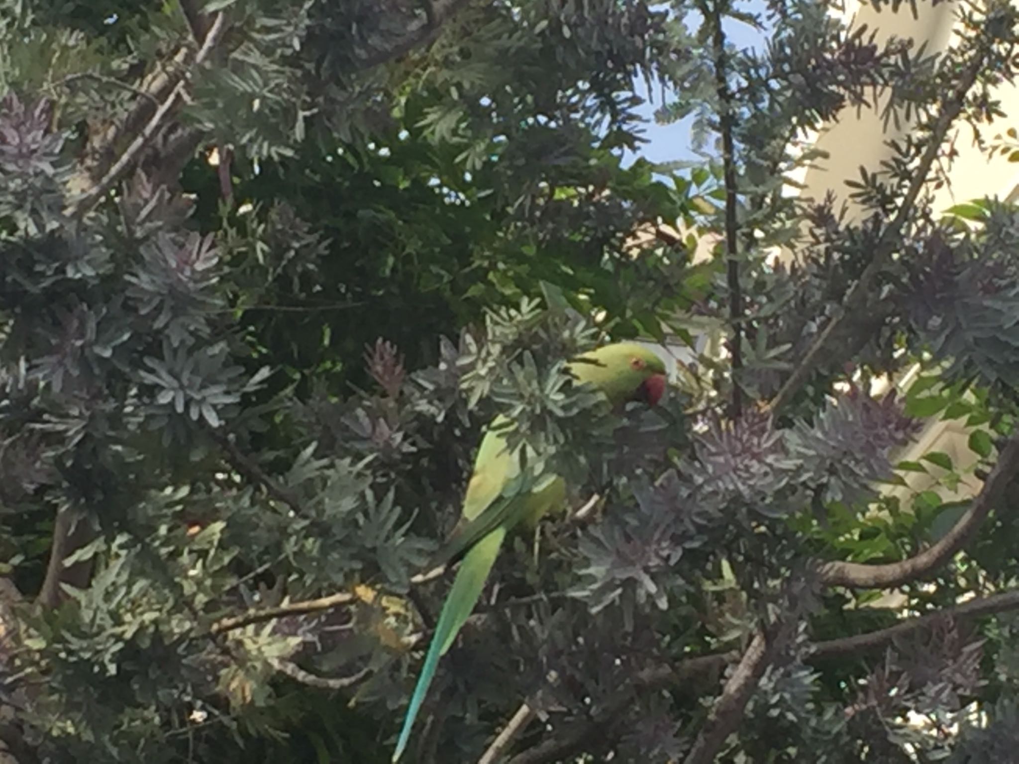 Photo of Indian Rose-necked Parakeet at 四ツ谷 by Akira