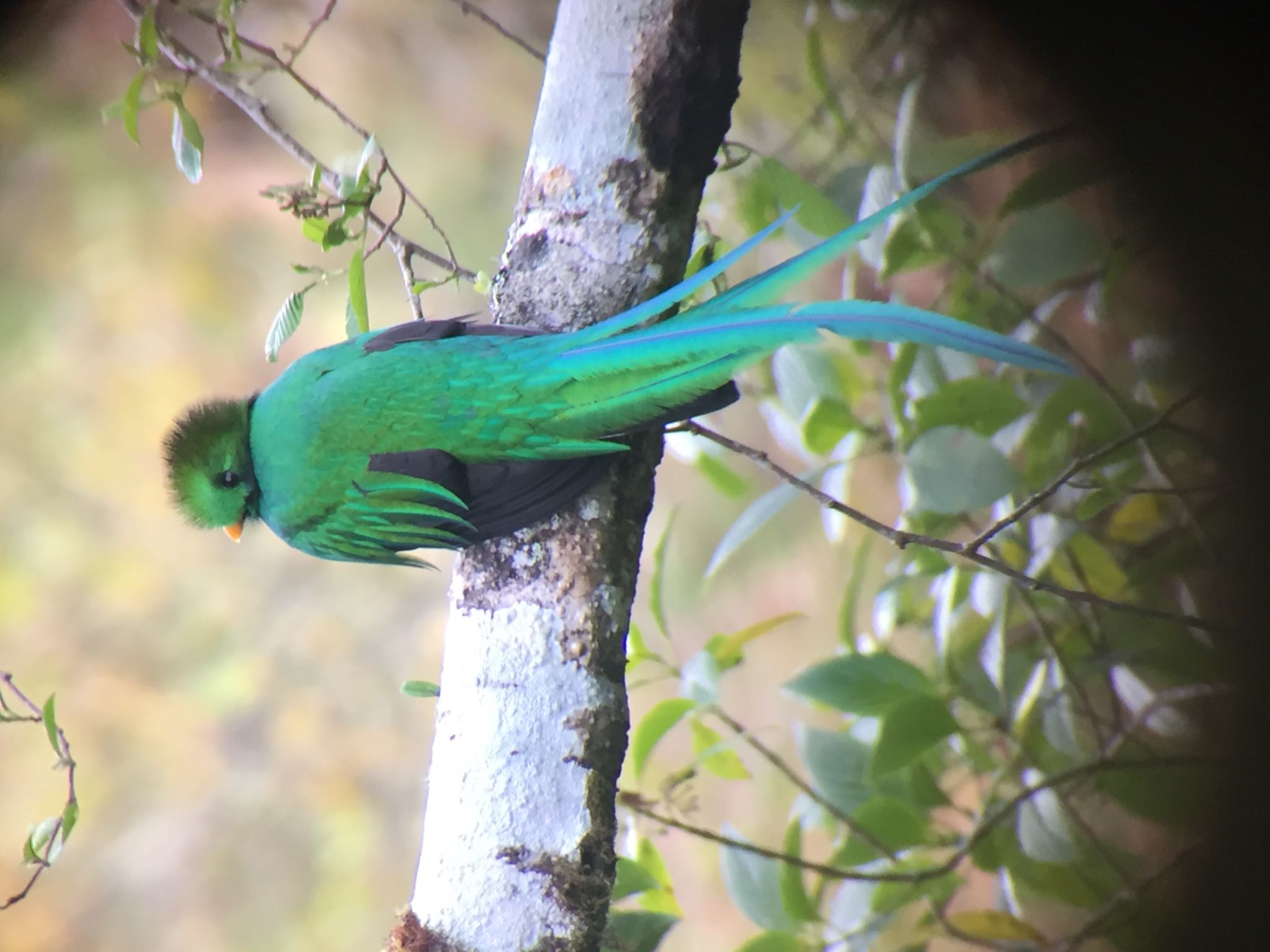 San Gerardo De Dota (Costa Rica) カザリキヌバネドリの写真 by Akira