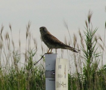 Unknown Species 大坂淀川堤 Fri, 5/22/2020