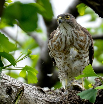 Japanese Sparrowhawk 東京都 Thu, 5/21/2020