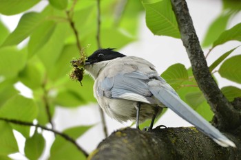 Azure-winged Magpie 東京都台東区 Sun, 5/24/2020