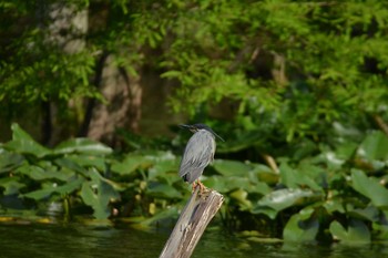 ササゴイ 東京都浮間公園 2020年5月25日(月)