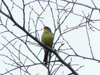 2020年5月24日(日) 北大研究林(北海道大学苫小牧研究林)の野鳥観察記録