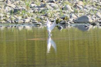 2020年5月24日(日) 多摩川二ヶ領宿河原堰の野鳥観察記録
