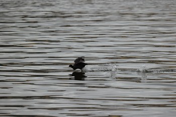 Eurasian Coot 甲子園浜(兵庫県西宮市) Fri, 3/29/2019