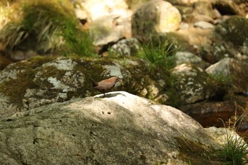 Brown Dipper 広島県 Sat, 5/20/2017