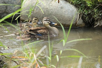 Eastern Spot-billed Duck 広島市 Sun, 6/7/2015