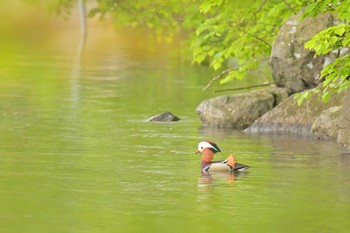 2020年5月22日(金) 大沼公園(北海道七飯町)の野鳥観察記録