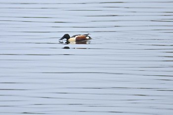 ハシビロガモ 長流川 2020年5月22日(金)