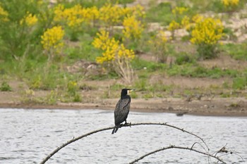 カワウ 長流川 2020年5月22日(金)