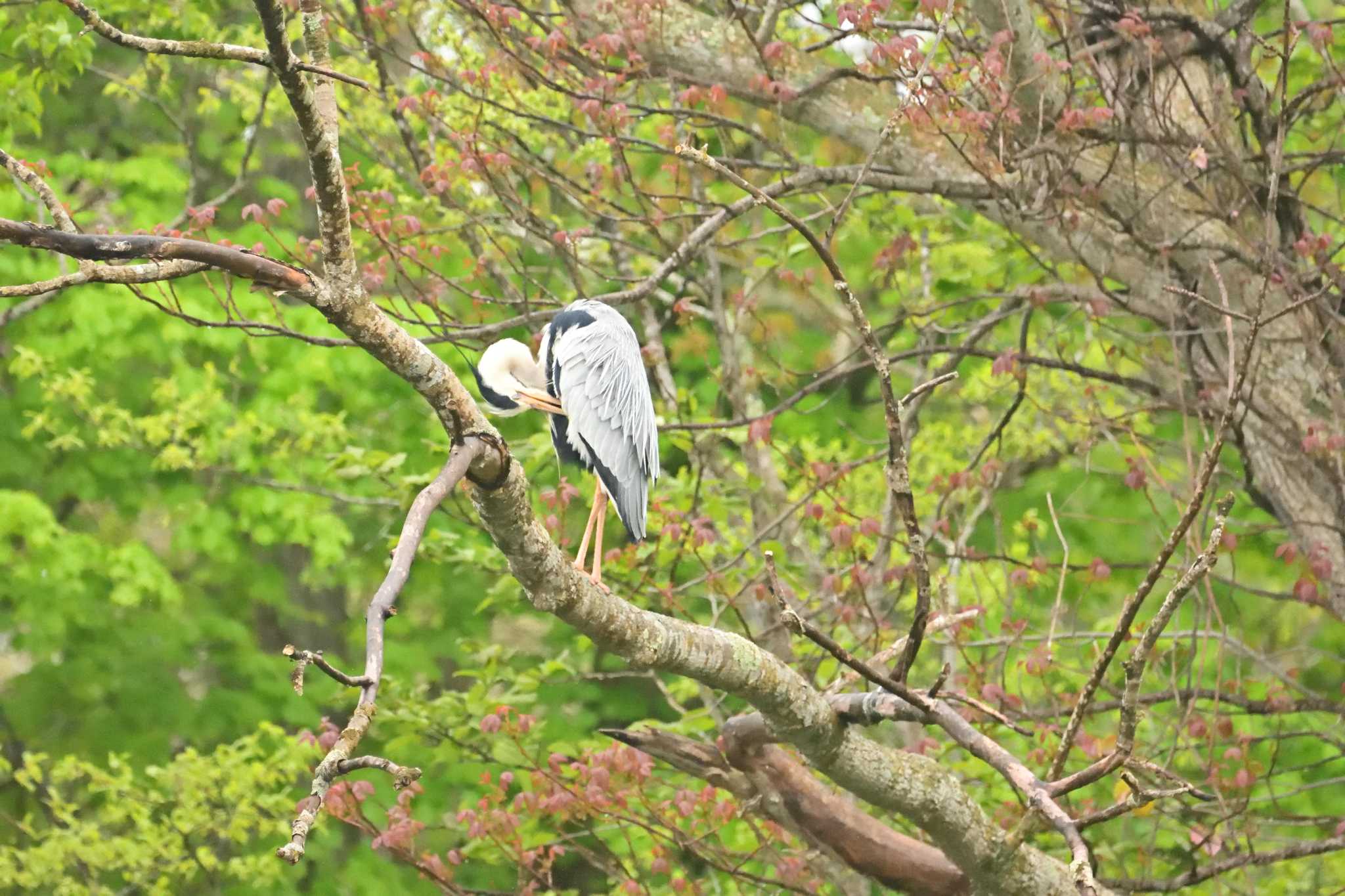 大沼公園(北海道七飯町) アオサギの写真 by Masa