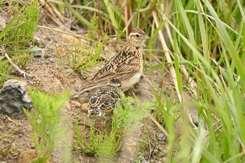 2020年5月22日(金) 長流川の野鳥観察記録