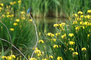 カワセミ 埼玉県川口市 2020年5月25日(月)