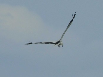 コウノトリ 栃木県 2020年5月25日(月)