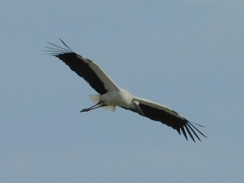 コウノトリ 栃木県 2020年5月25日(月)