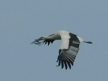 コウノトリ 栃木県 2020年5月25日(月)