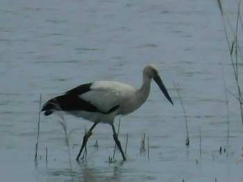 コウノトリ 栃木県 2020年5月25日(月)