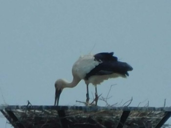 コウノトリ 栃木県 2020年5月25日(月)