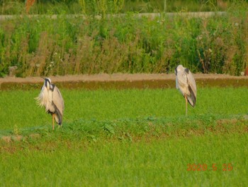 アオサギ 栃木県 2020年5月25日(月)