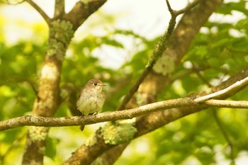 Asian Brown Flycatcher 静岡県 Wed, 5/20/2020