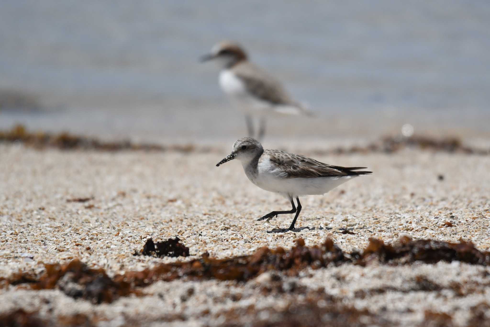 Red-necked Stint